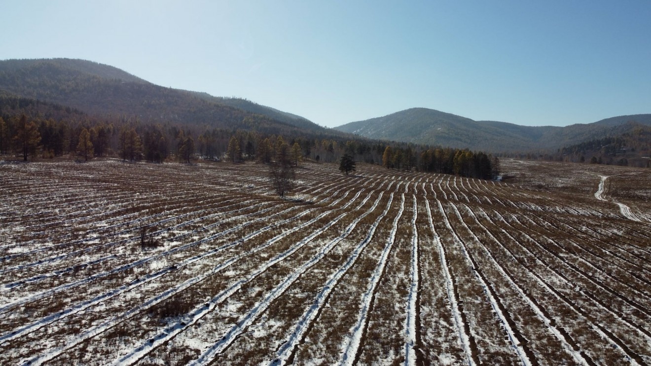 Тужийн нарсанд “Оюу толгой” компани 150 га талбайд нарс, шинэс хосолсон ойжуулалт хийлээ