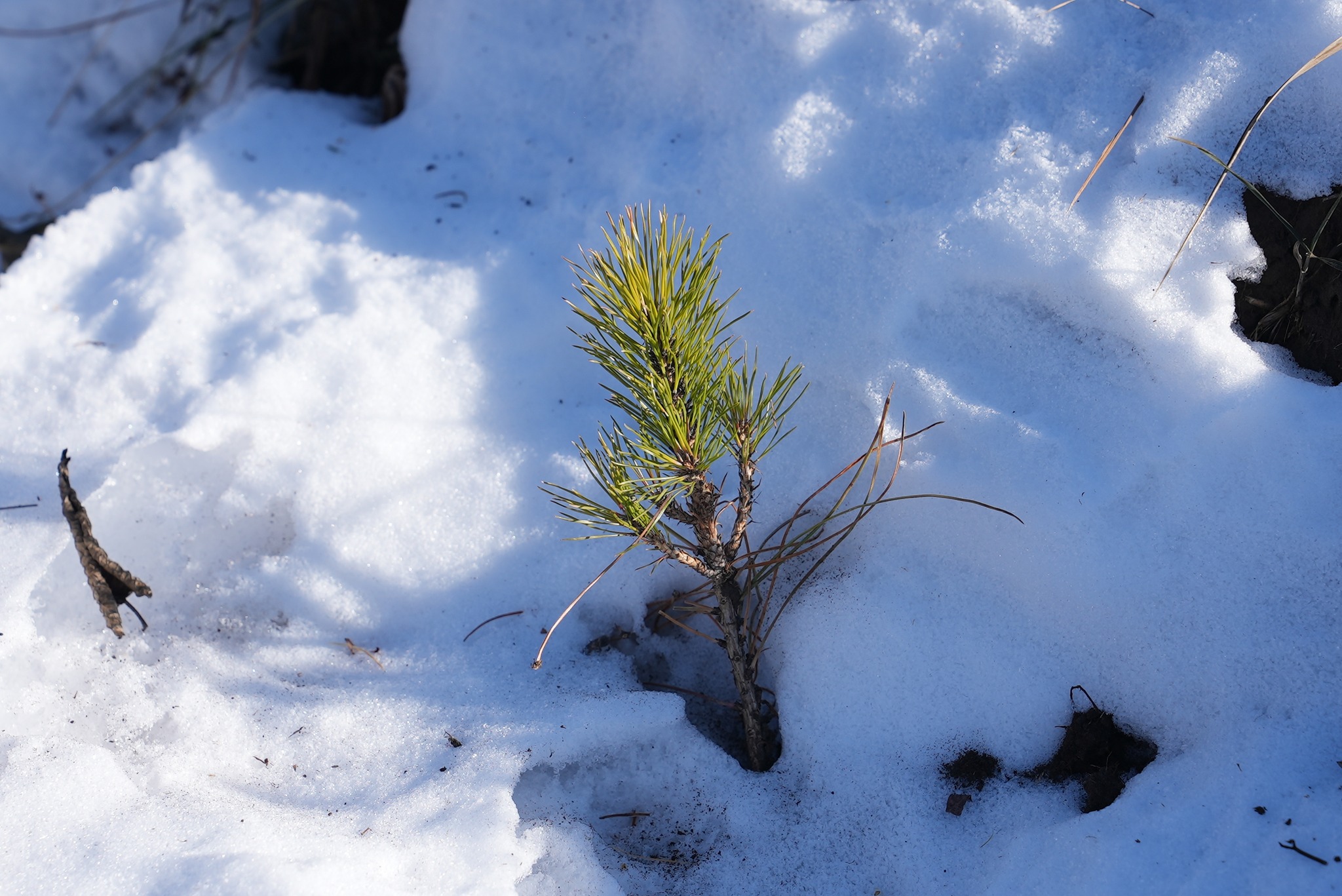 seleng_altanbulag_2511175_1