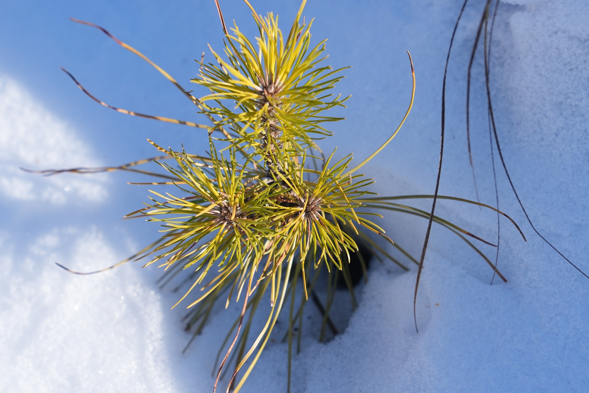 selenge_altanbulag_2511178